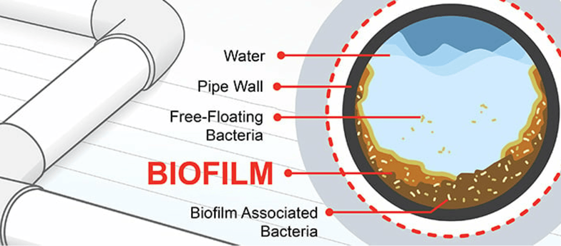 biofilm-schema